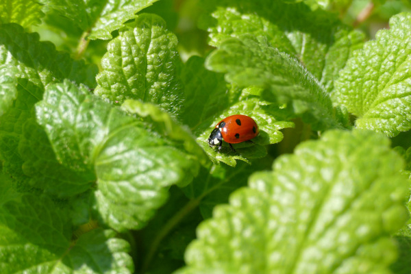 Coccinelle à sept points (Coccinella septempunctata) © K. Lachèvre